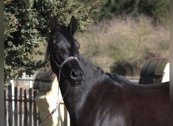 Pur-sang arabe, Jument, 4 Ans, 160 cm, Noir