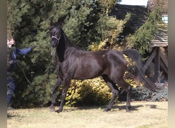 Pur-sang arabe, Jument, 4 Ans, 160 cm, Noir