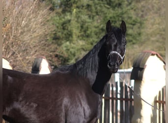 Pur-sang arabe, Jument, 4 Ans, 160 cm, Noir