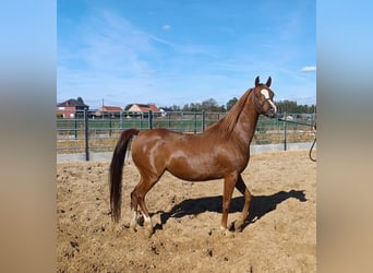 Pur-sang arabe, Jument, 4 Ans, Alezan