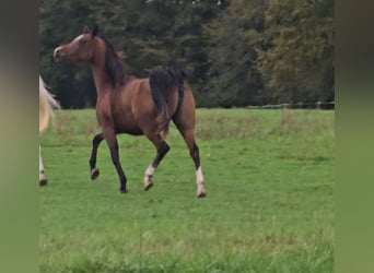 Pur-sang arabe, Jument, 4 Ans, Bai