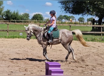 Pur-sang arabe, Jument, 5 Ans, 147 cm, Gris moucheté