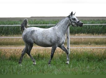 Pur-sang arabe, Jument, 5 Ans, 150 cm, Gris