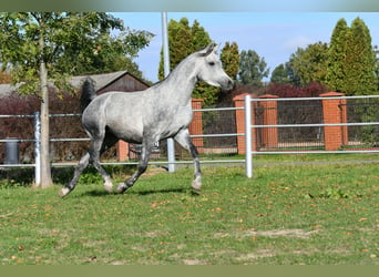 Pur-sang arabe, Jument, 5 Ans, 150 cm, Gris