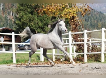 Pur-sang arabe, Jument, 5 Ans, 154 cm, Gris