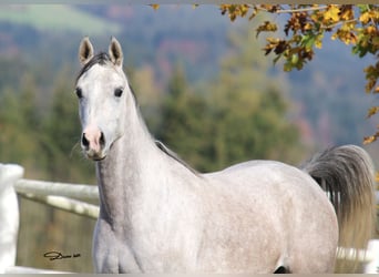 Pur-sang arabe, Jument, 5 Ans, 154 cm, Gris