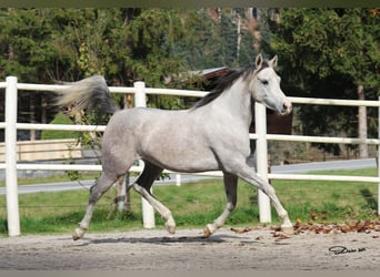 Pur-sang arabe, Jument, 5 Ans, 154 cm, Gris
