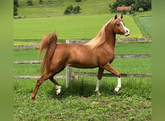 Pur-sang arabe, Jument, 5 Ans, 155 cm, Alezan