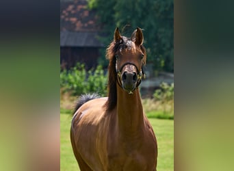 Pur-sang arabe, Jument, 5 Ans, 155 cm, Bai