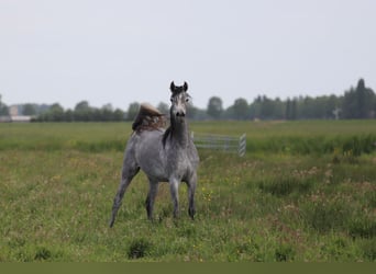 Pur-sang arabe, Jument, 5 Ans, 155 cm, Gris