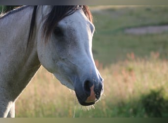 Pur-sang arabe, Jument, 5 Ans, 155 cm, Gris