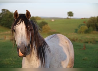 Pur-sang arabe, Jument, 5 Ans, 155 cm, Gris