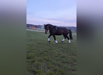 Pur-sang arabe, Jument, 5 Ans, 160 cm, Bai