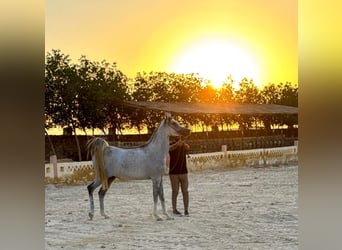 Pur-sang arabe, Jument, 5 Ans, Gris
