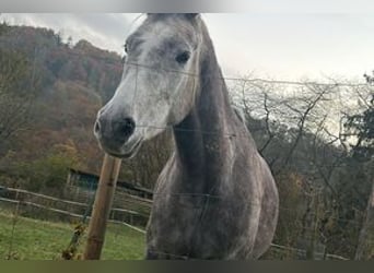 Pur-sang arabe, Jument, 6 Ans, 149 cm, Gris (bai-dun)