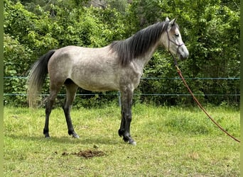 Pur-sang arabe, Jument, 6 Ans, 149 cm, Gris noir