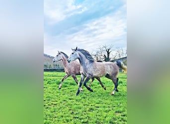 Pur-sang arabe, Jument, 6 Ans, 150 cm, Gris