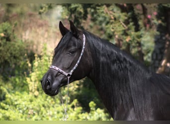 Pur-sang arabe, Jument, 6 Ans, 150 cm, Noir