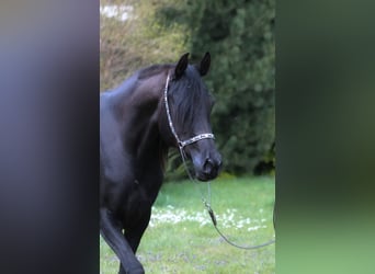 Pur-sang arabe, Jument, 6 Ans, 150 cm, Noir