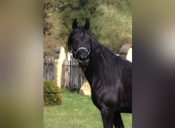 Pur-sang arabe, Jument, 6 Ans, 150 cm, Noir