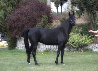 Pur-sang arabe, Jument, 6 Ans, 150 cm, Noir