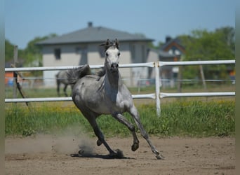 Pur-sang arabe, Jument, 6 Ans, 151 cm, Gris