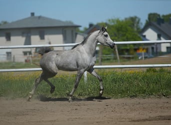 Pur-sang arabe, Jument, 6 Ans, 151 cm, Gris