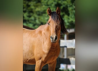 Pur-sang arabe, Jument, 6 Ans, 152 cm, Bai
