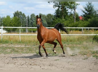 Pur-sang arabe, Jument, 6 Ans, 152 cm, Bai