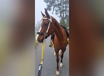 Pur-sang arabe, Jument, 6 Ans, 153 cm, Alezan