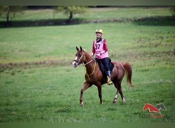 Pur-sang arabe, Jument, 6 Ans, 153 cm, Alezan
