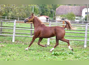 Pur-sang arabe, Jument, 6 Ans, 153 cm, Alezan