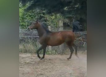 Pur-sang arabe, Jument, 6 Ans, 153 cm, Bai brun