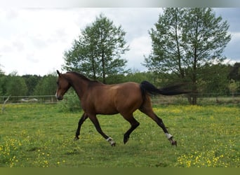 Pur-sang arabe, Jument, 6 Ans, 154 cm, Bai cerise