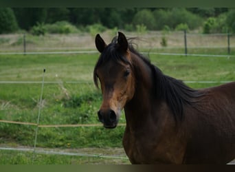 Pur-sang arabe, Jument, 6 Ans, 154 cm, Bai cerise