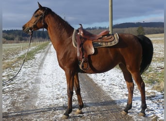 Pur-sang arabe, Jument, 6 Ans, 154 cm, Bai