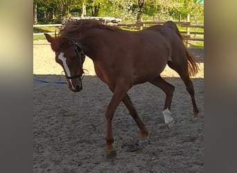 Pur-sang arabe, Jument, 6 Ans, 155 cm, Alezan