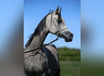 Pur-sang arabe, Jument, 6 Ans, 155 cm, Gris