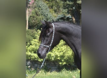 Pur-sang arabe, Jument, 6 Ans, 155 cm, Noir