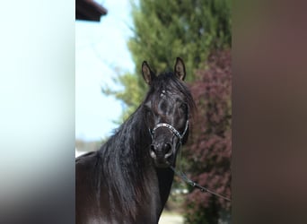 Pur-sang arabe, Jument, 6 Ans, 155 cm, Noir