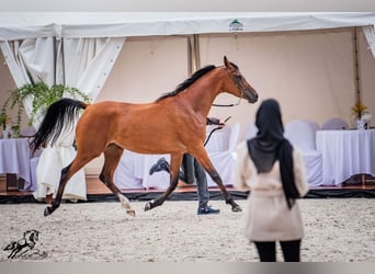 Pur-sang arabe, Jument, 6 Ans, 157 cm, Bai cerise