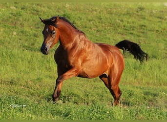 Pur-sang arabe, Jument, 6 Ans, 157 cm, Bai