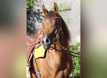 Pur-sang arabe, Jument, 6 Ans, Bai