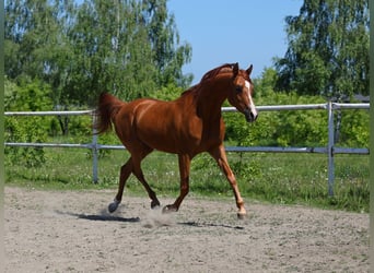 Pur-sang arabe, Jument, 7 Ans, 150 cm, Alezan