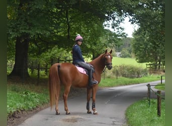Pur-sang arabe, Jument, 7 Ans, 152 cm, Alezan brûlé