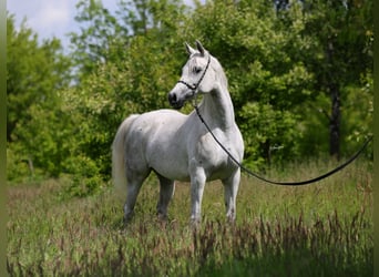Pur-sang arabe, Jument, 7 Ans, 153 cm, Gris