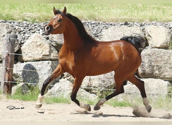 Pur-sang arabe, Jument, 7 Ans, 154 cm, Bai