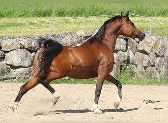 Pur-sang arabe, Jument, 7 Ans, 154 cm, Bai