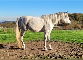 Pur-sang arabe, Jument, 7 Ans, 154 cm, Gris moucheté