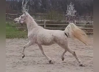 Pur-sang arabe, Jument, 7 Ans, 154 cm, Gris moucheté